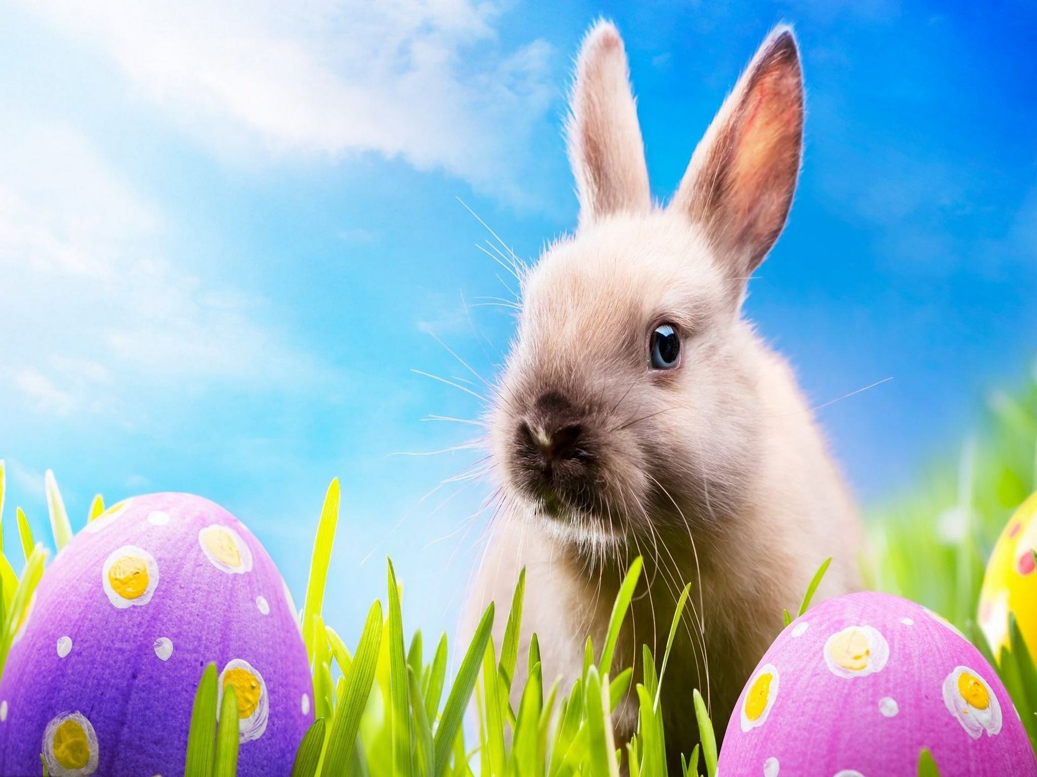  Free Wallpapers Backgrounds   Rabbit Easter eggs iPad wallpaper 3
