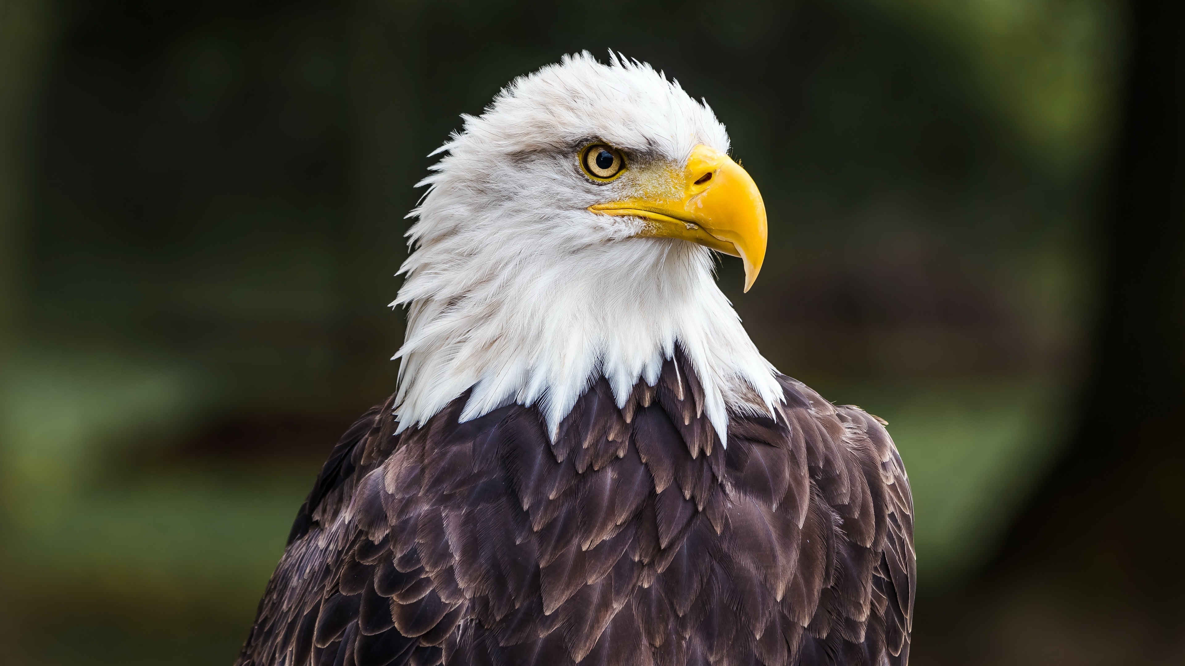 Bald Eagle Face 4k UHD Wallpaper Image
