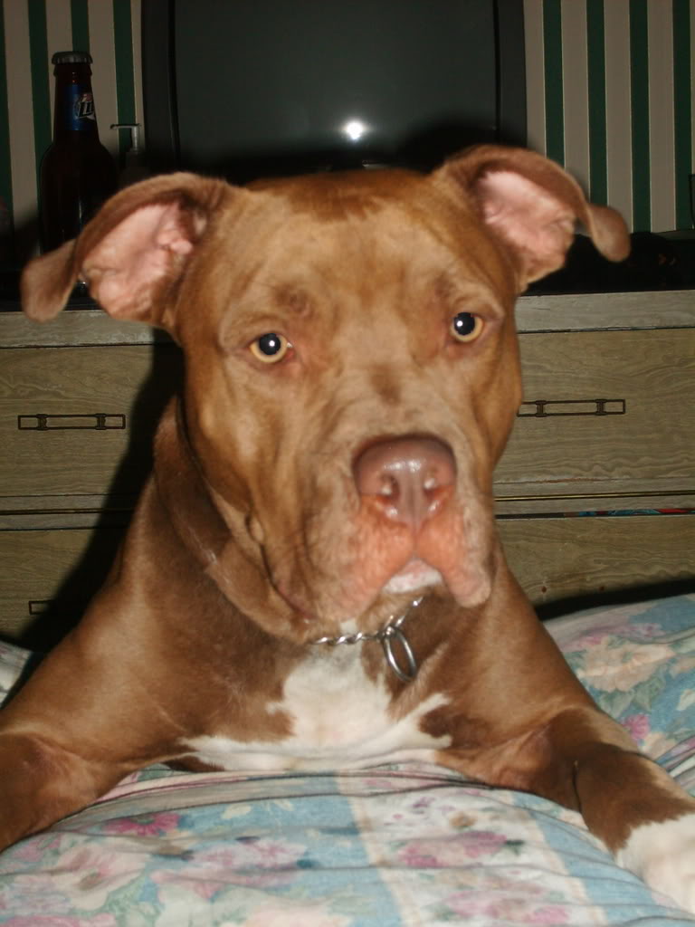 Pitbull Graphics Code Kato My Red Nose Ments Pictures