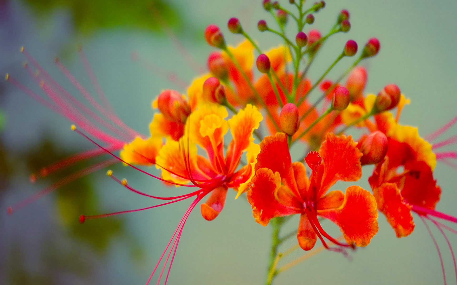 Exotic Orange Flower Wallpaper