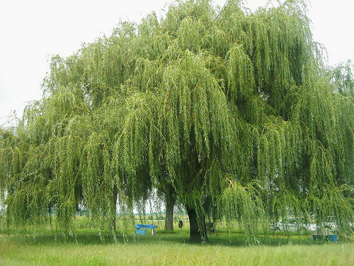 Weeping Willow Tree Photo Sharing