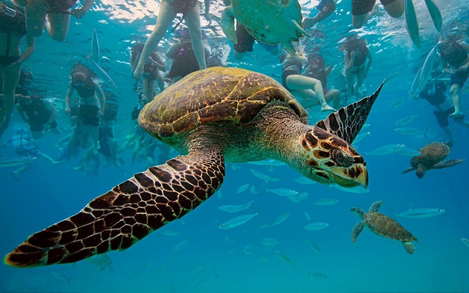 Top Wallpaper Sea Turtles