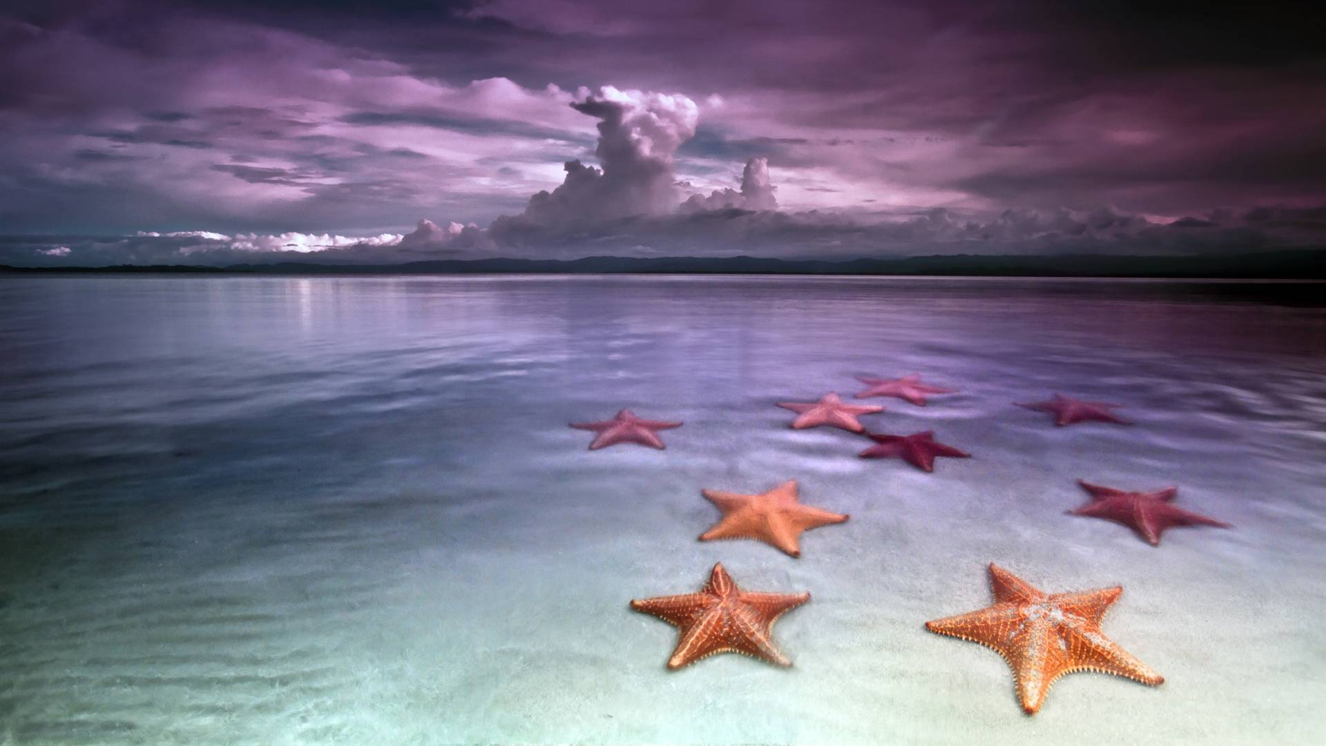 Starfish Wallpaper HD