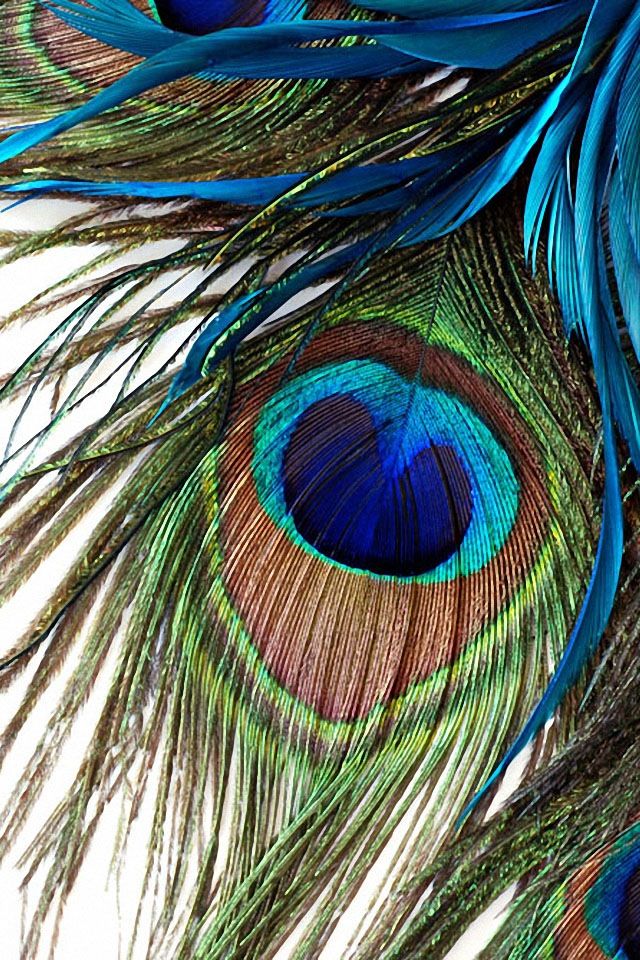 Peacock Feather iPhone Wallpaper Phone Background