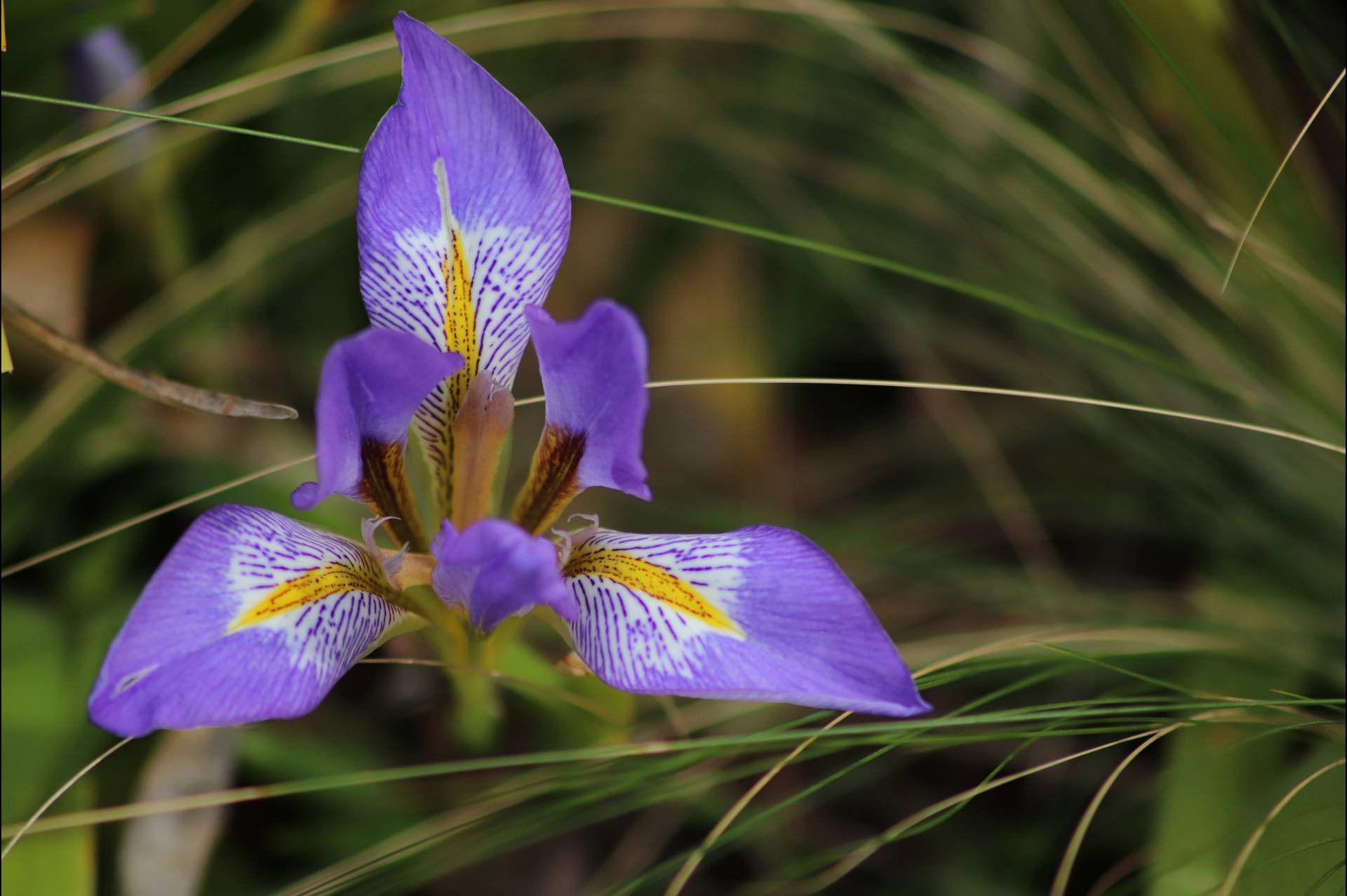 Top Iris Flower Wallpaper Full HD 4k To Use