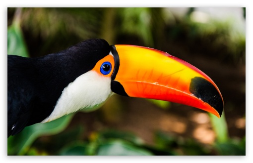 Buy Keelbilled Toucan Costa Rica FineArt Printings  Toehold  Gallery