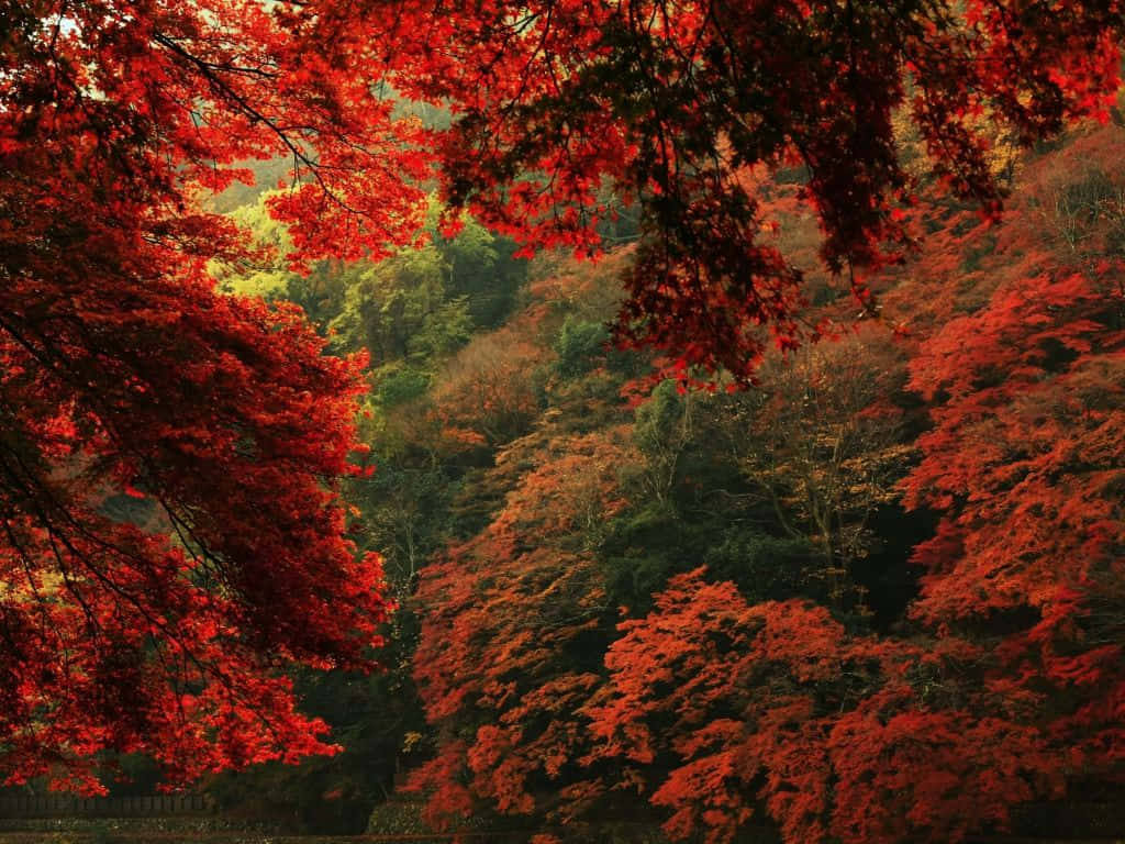 X Autumn Wallpaper