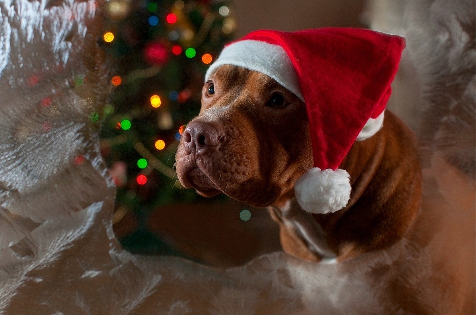 Beautiful Christmas photo pidbul dog breed in a funny hat of Santa