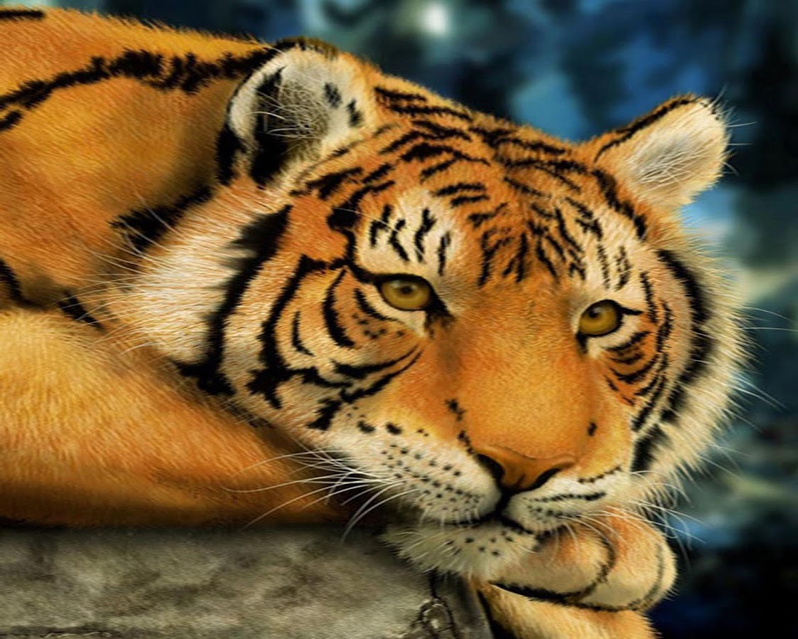 Live Tiger Wallpaper HD Wide