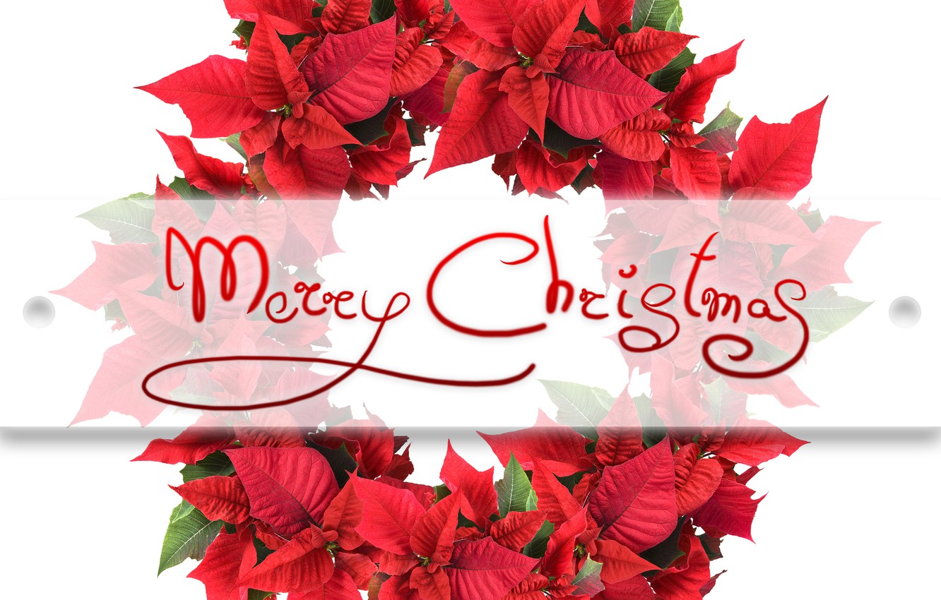 Wallpaper Leaves Holiday The Inscription Christmas Red White