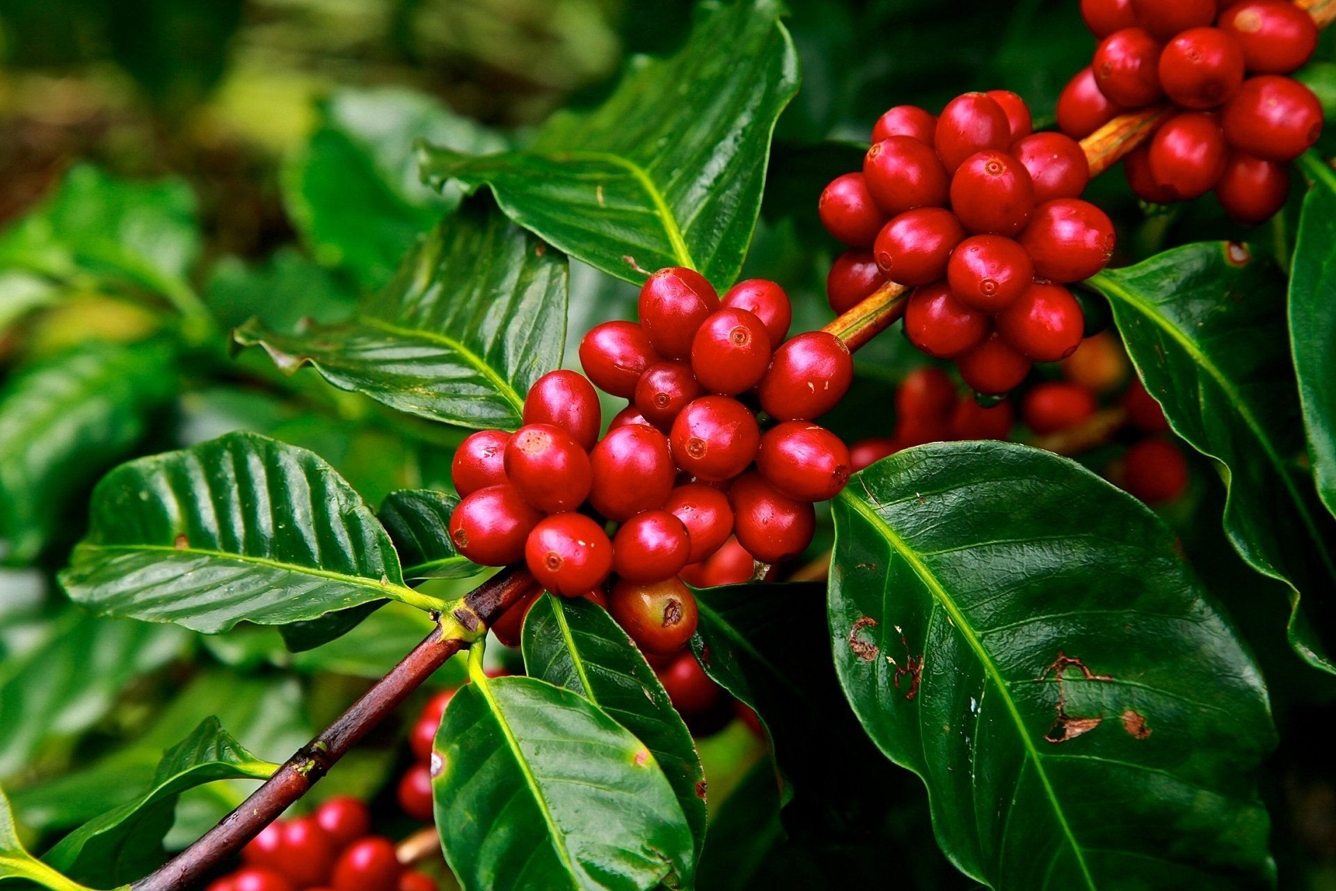 Coffee Plant Green Red Leaf Branch Food Berry HD Wallpaper