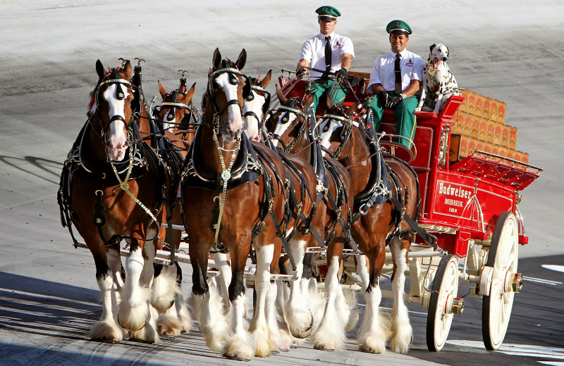 Budweiser Clydesdale Wallpaper Relive your favorite moments