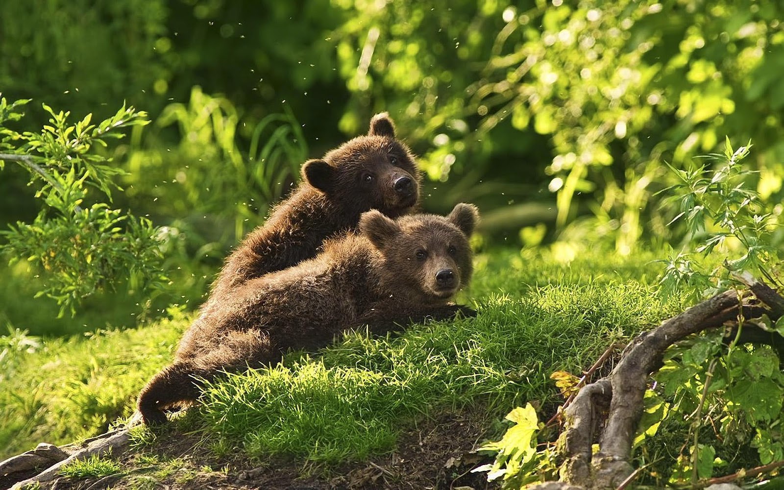 Photo Of Two Young Brown Bear Cubs HD Bears Wallpaper