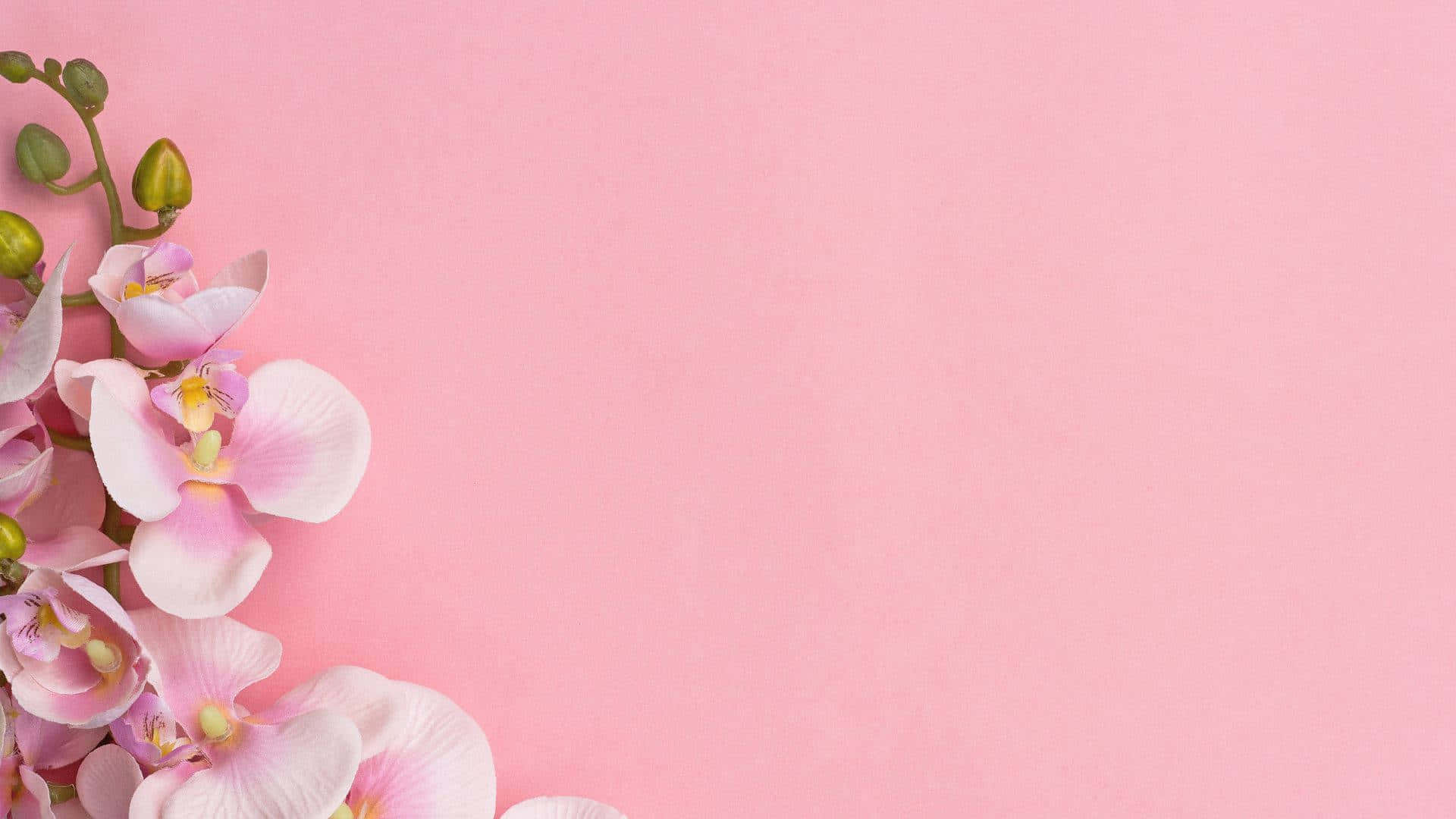 Baby Pink Background Wallpaper