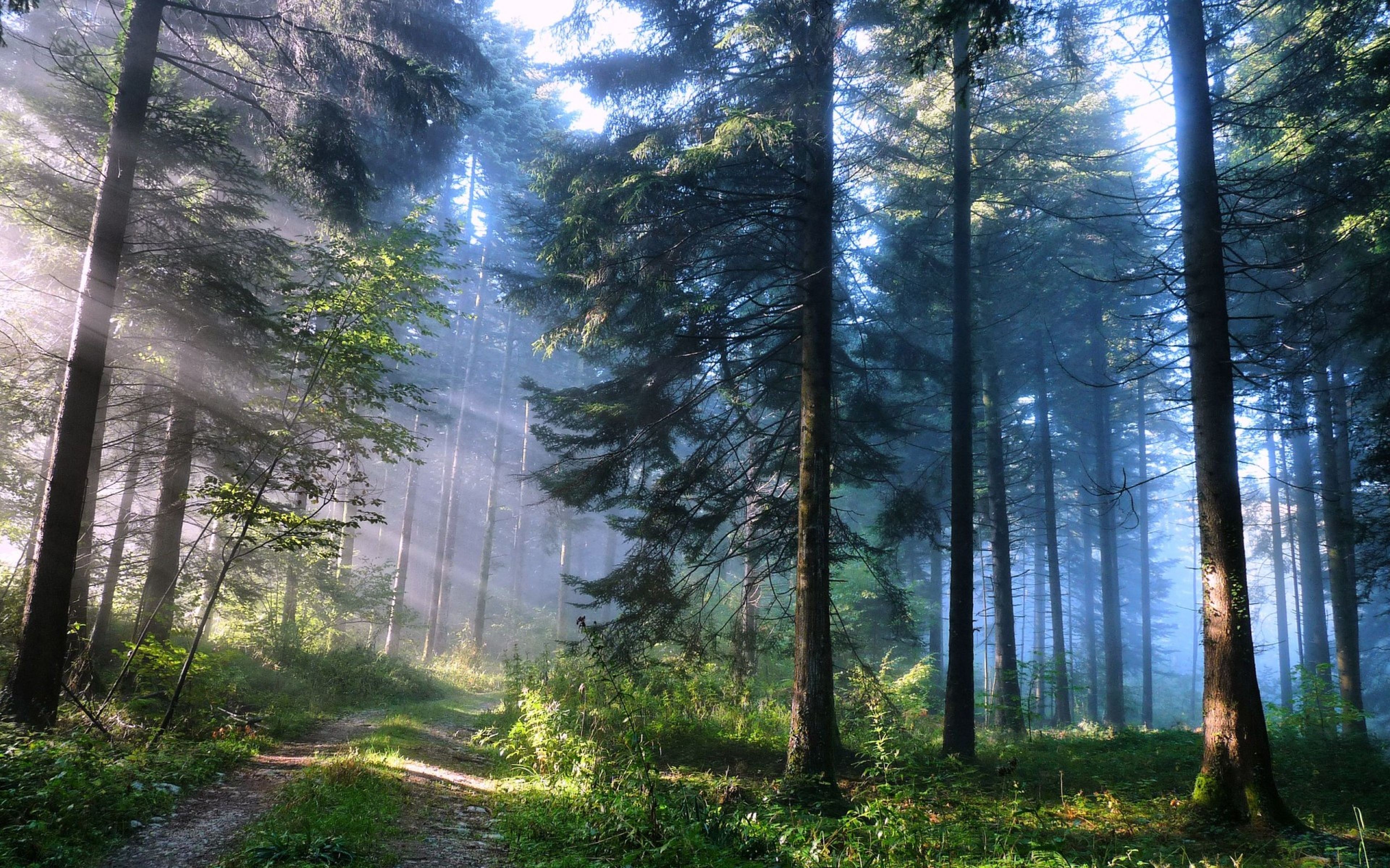 Daily Wallpaper Enchanted Forest I Like To Waste My Time