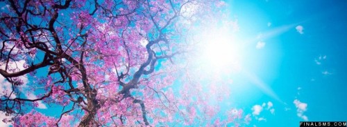 Pink Spring Tree Sky Clouds Timeline Covers Fb
