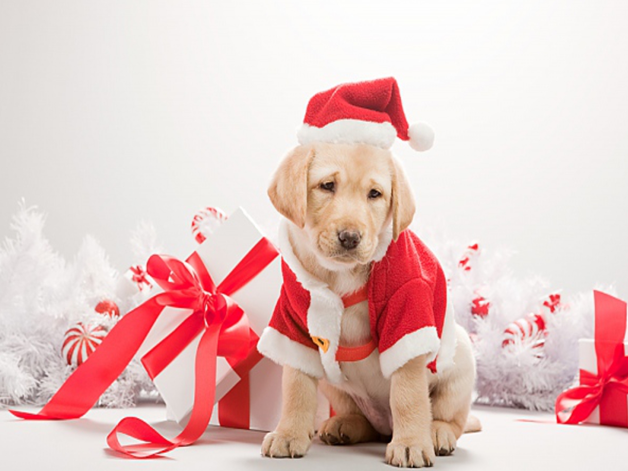 HD wallpaper Dogs Waiting for Santa puppy cute dogs funny background  christmas lights  Wallpaper Flare