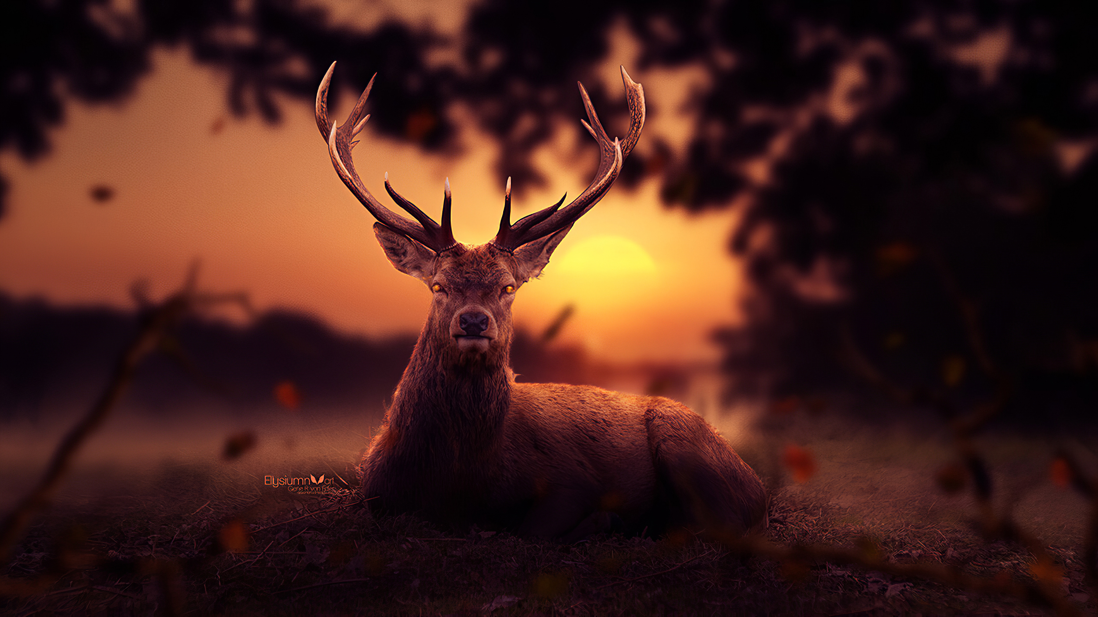 Reindeer Morning 4k HD Wallpaper Image Photos And Picture