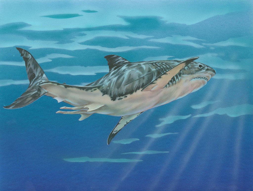 Carcharodon Megalodon Wallpaper HD Sharks
