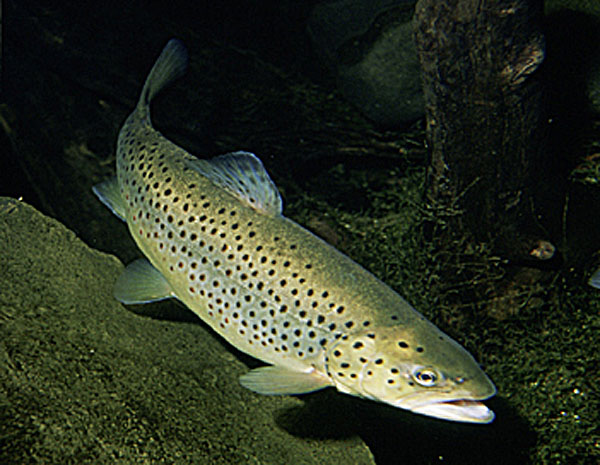 Brown Trout Swims Photo And Wallpaper Cute Pictures