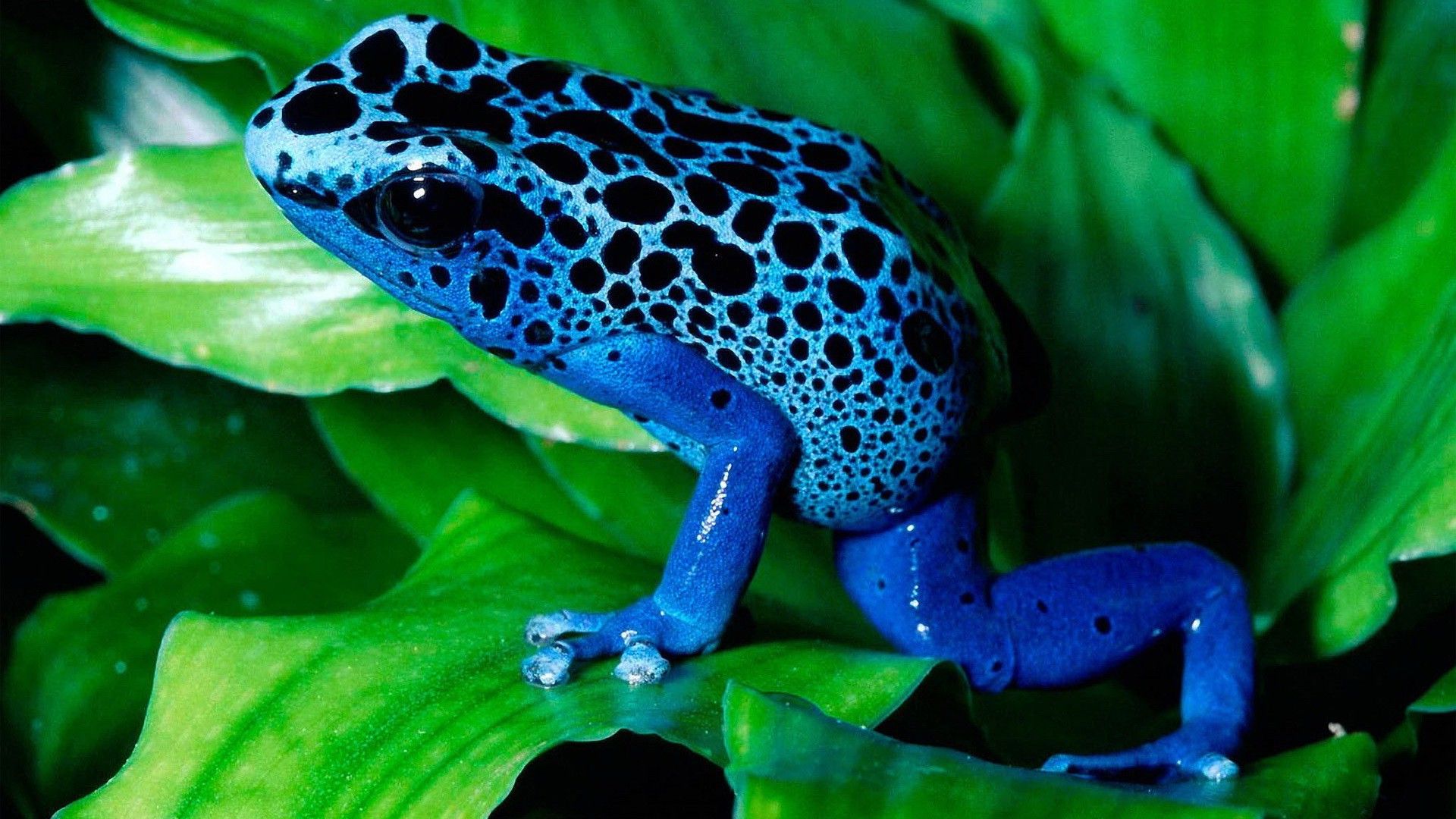 Frogs Animals Nature Amphibians Wallpaper Gallery