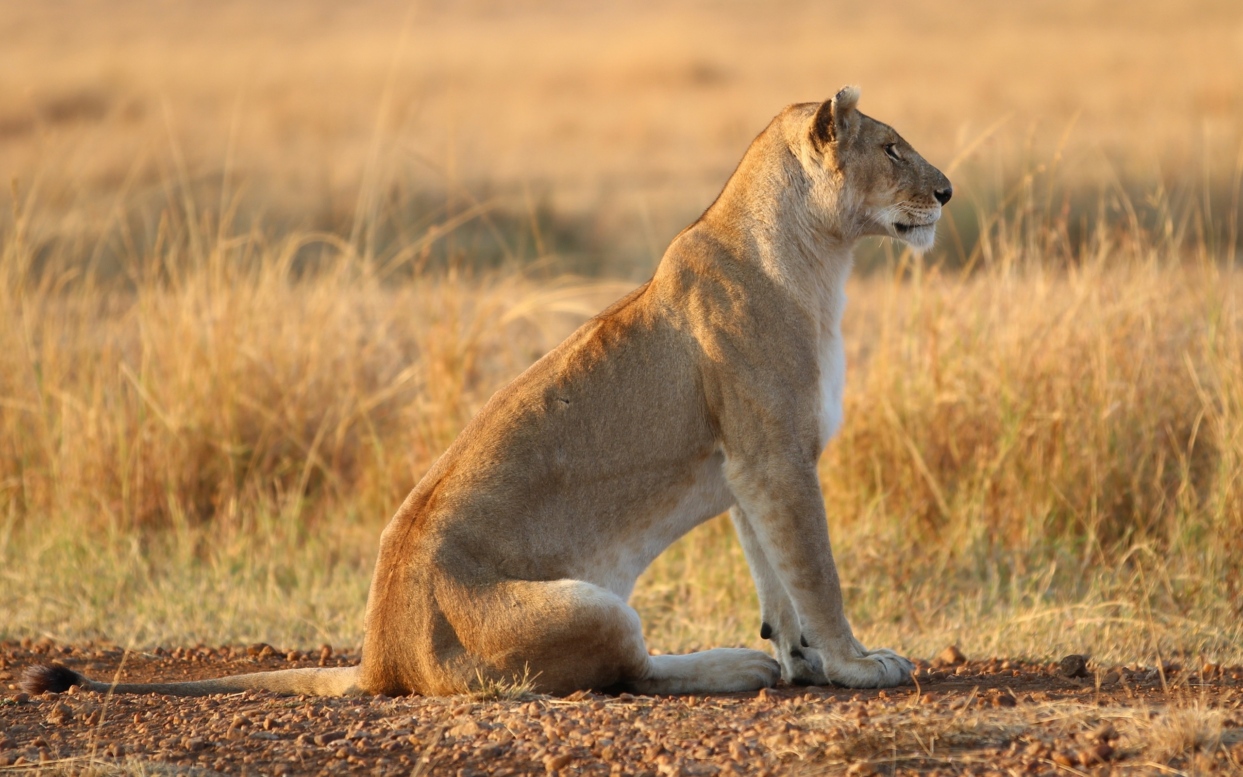 Image Wallpaper Of Lioness In HD Quality Bsnscb Gallery