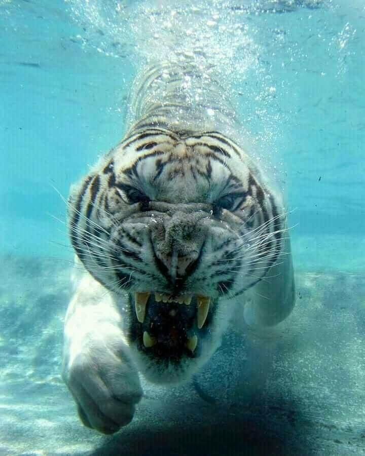 This Underwater Shot Of Tiger Is Awesome Music Indieartist