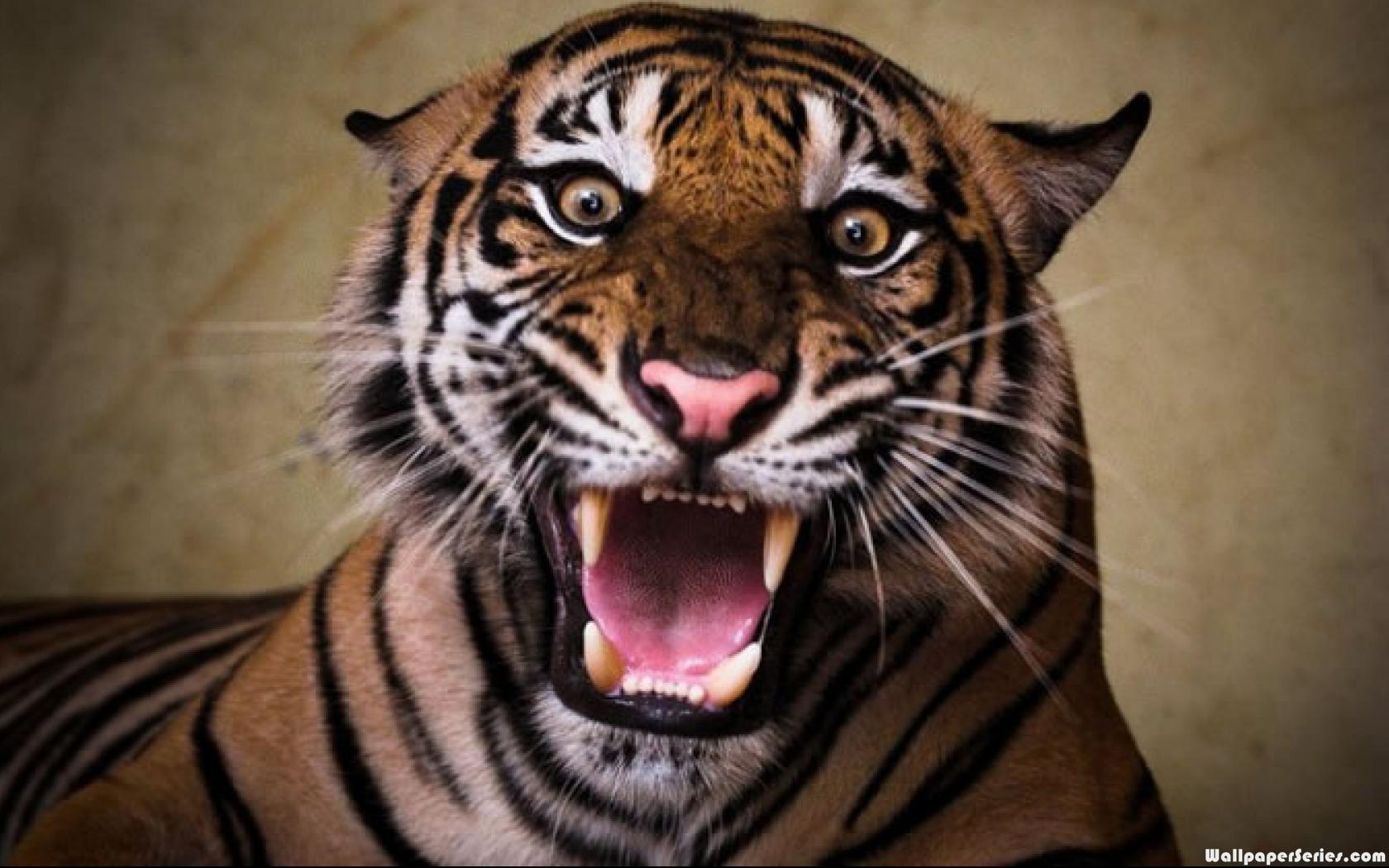 Angry Tiger Face Wallpaper Wallpapers Gallery