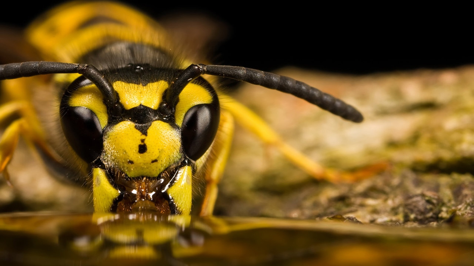 Insects Wasp Macro Drinking Wallpaper High Quality