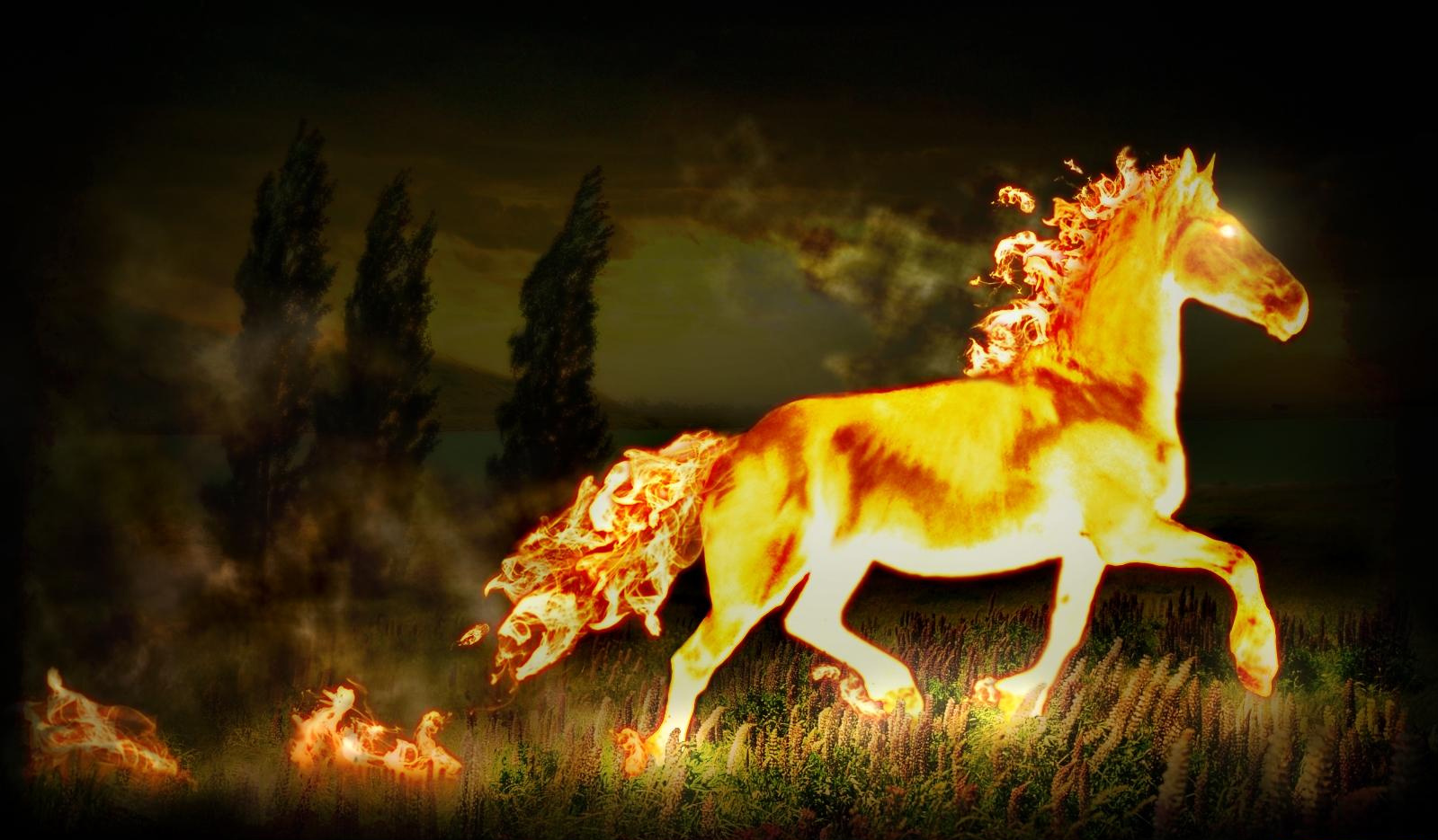 Fire Horse Photos Pictures