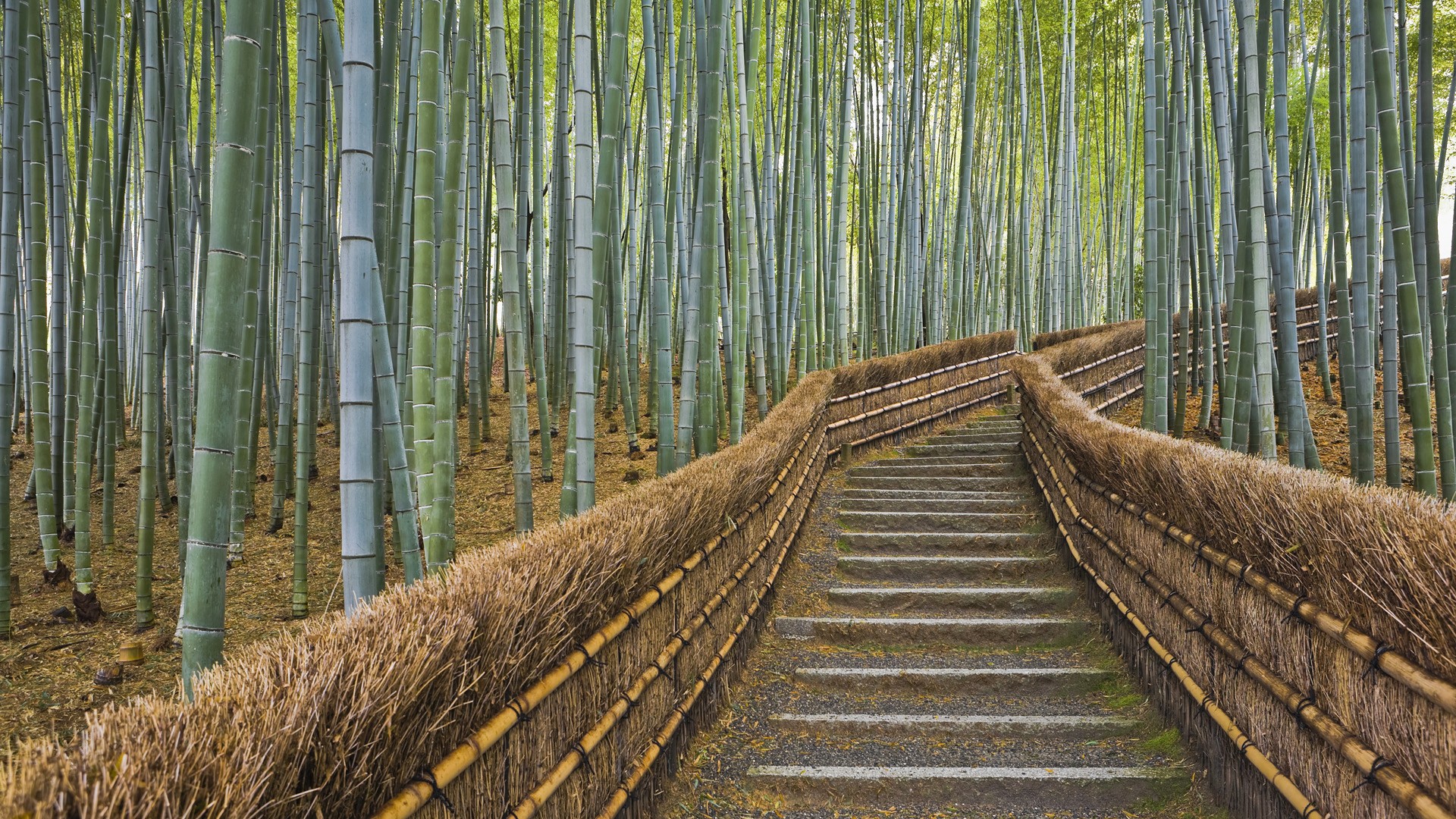Bamboo Wallpaper HD Topwallpaper