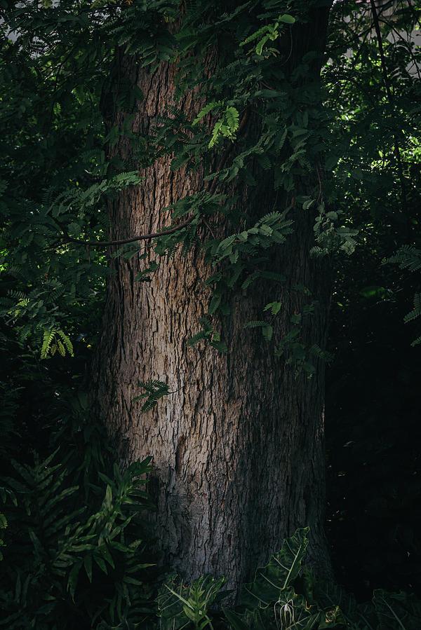 Giant Tree Trunk With Rough Green Leaves In Vertical Background