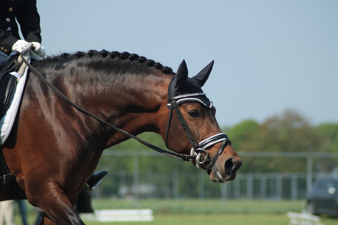 Dressage Stock By Bundy