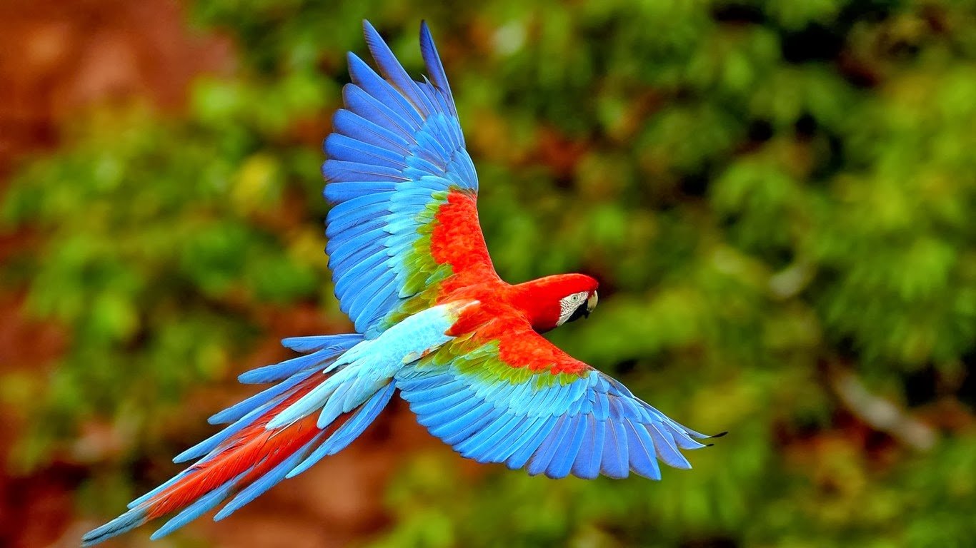 Flying Parrots Scarlet Macaws 1366x768 iWallHD Wallpaper HD