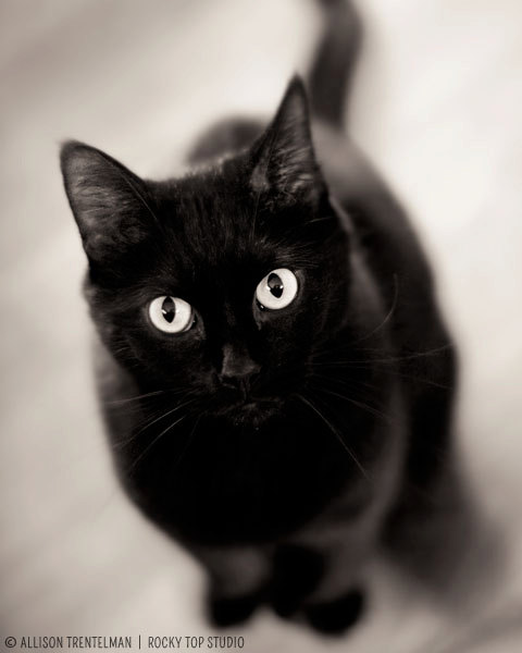 Black Cat Art Print Photo Halloween Fine