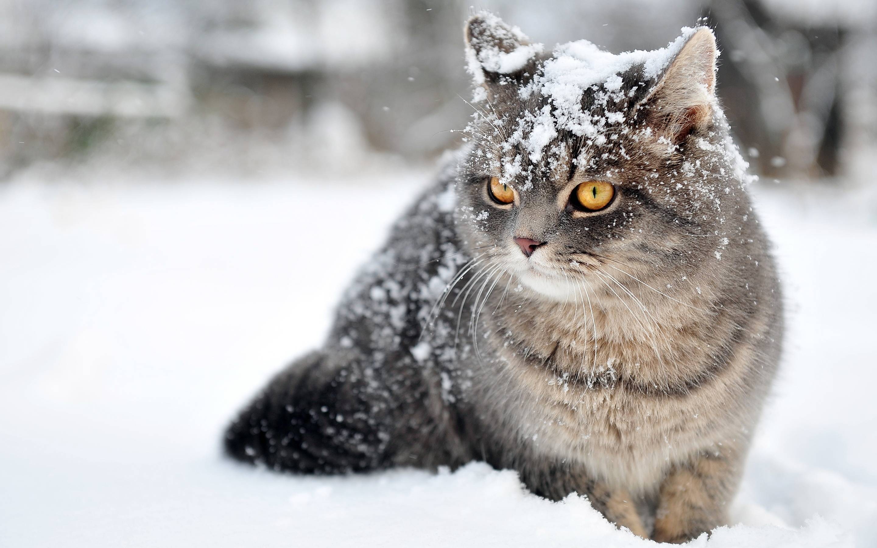 Lovely grey cat in the snow   Cats Wallpaper