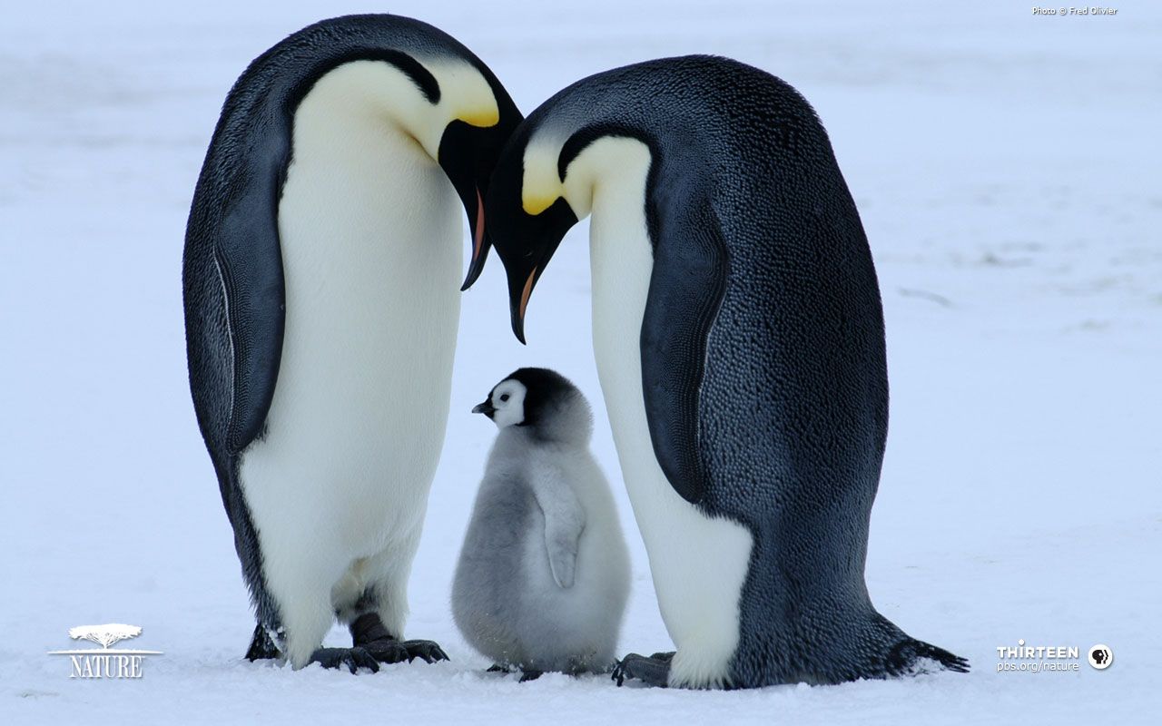 penguin family bird parents baby ice snow hd widescreen wallpaper