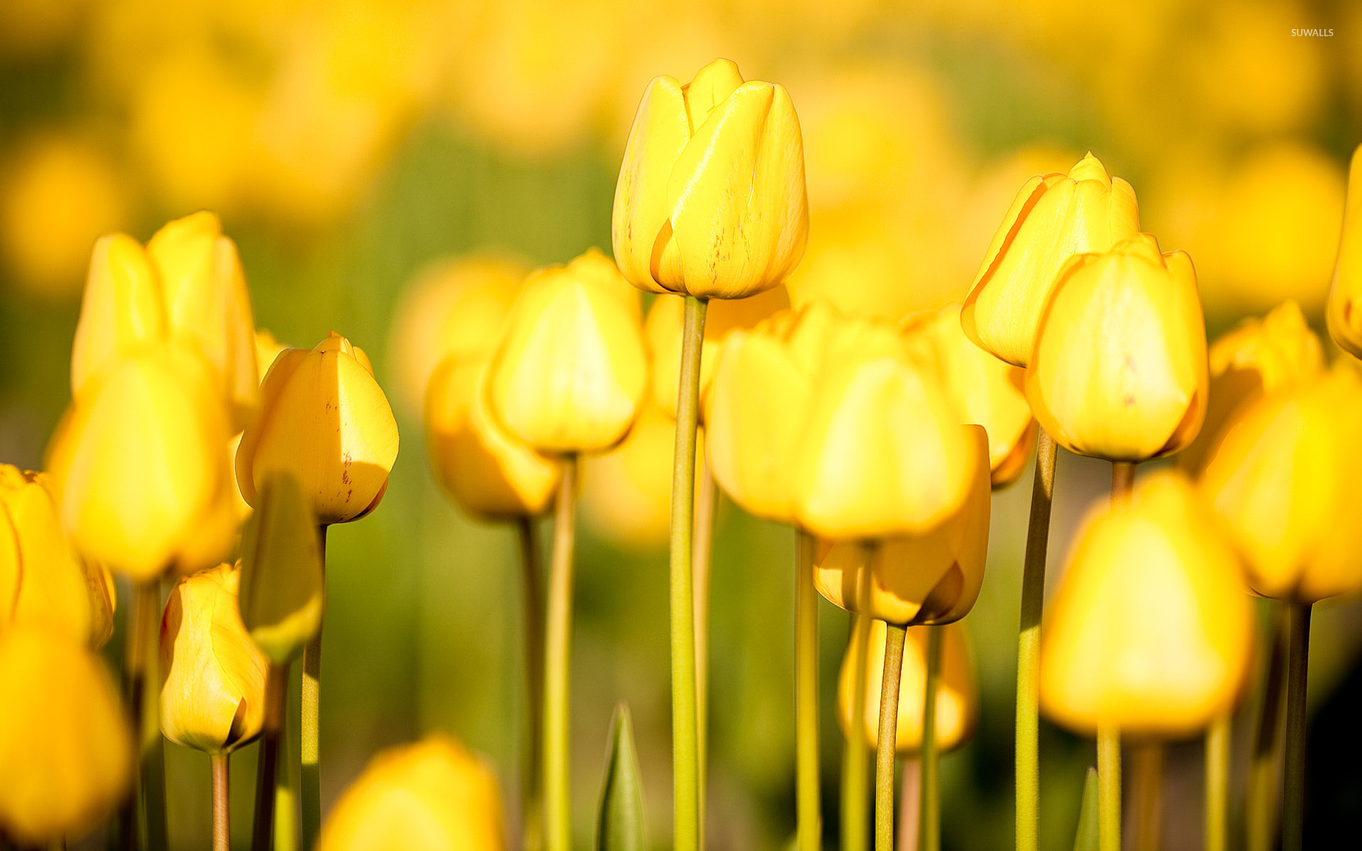 Yellow Tulips Wallpaper Flower