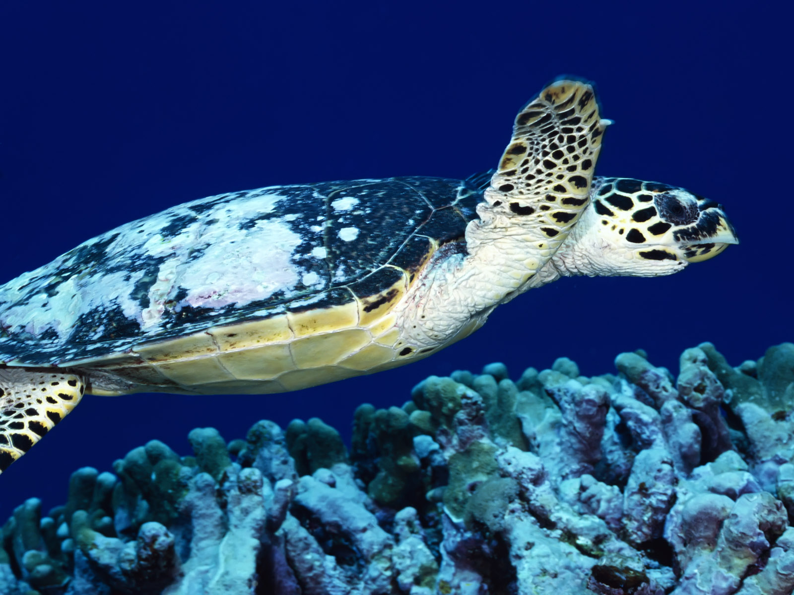 Best Wallpaper Sea Turtle
