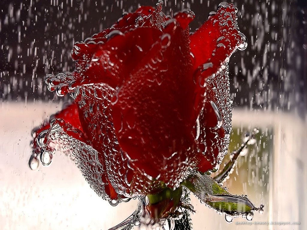 Most Beautiful Rain Wallpaper For Your Desktop
