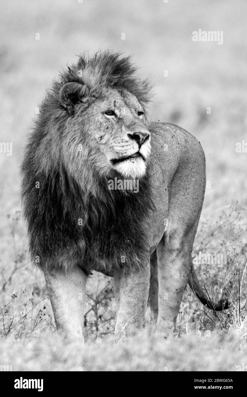 Male Lion Panthera Leo Ngorongoro Conservation Area Tanzania