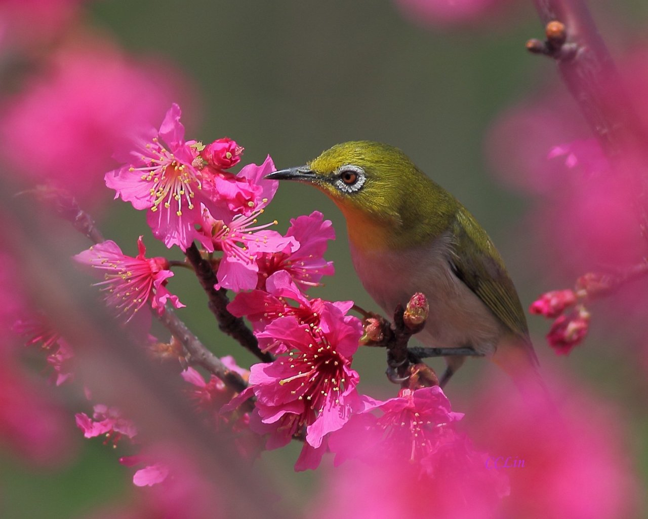 Flowers And Birds Wallpaper Which Is Under The