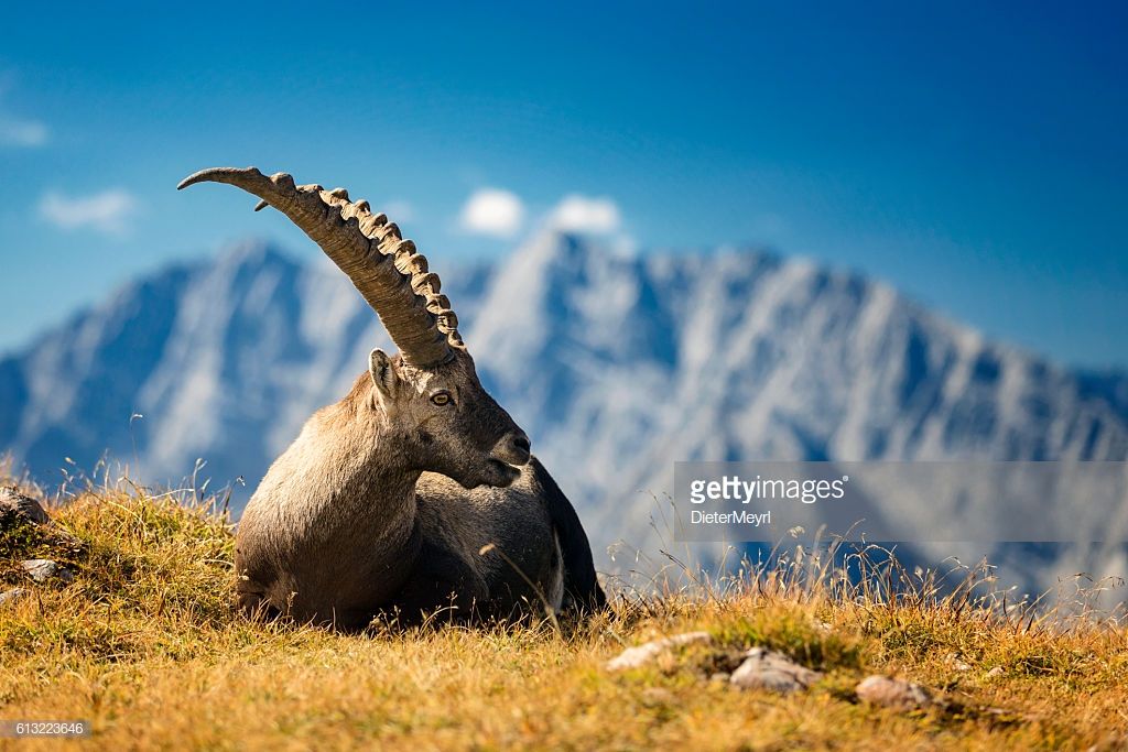 Steinbock Alpine Ibex In Nationalpark Berchtesgaden Animals Of