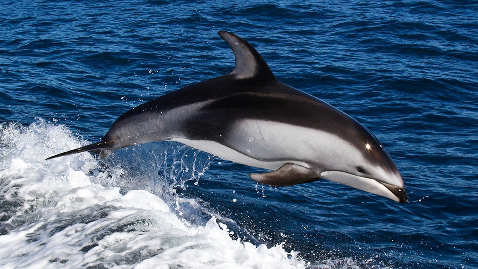hd dolphins wallpaper with a dolphin with a jumping dolphin wallpapers 1600x900
