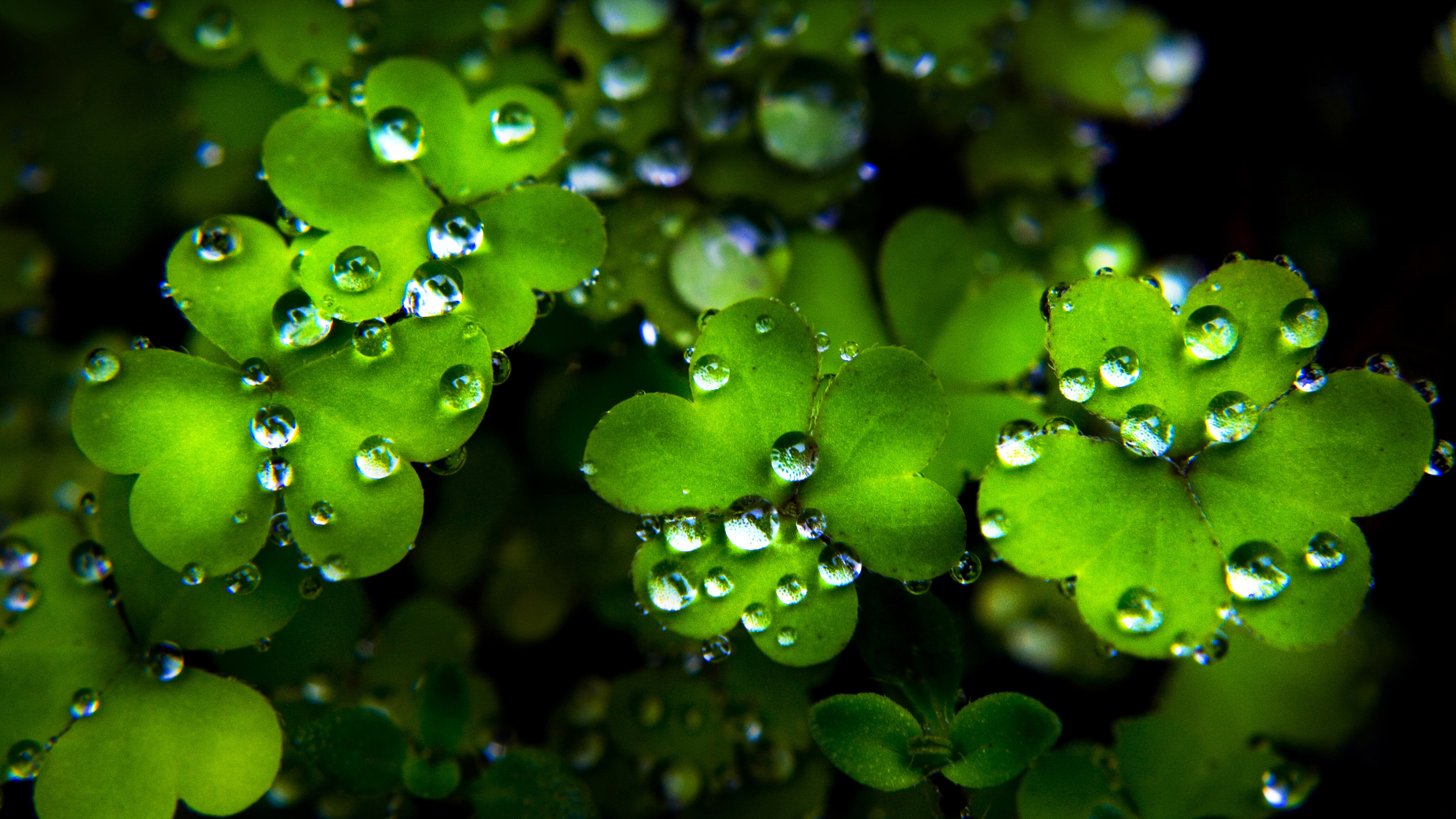 Happy St Patricks Day   Wallpaper High Definition High Quality