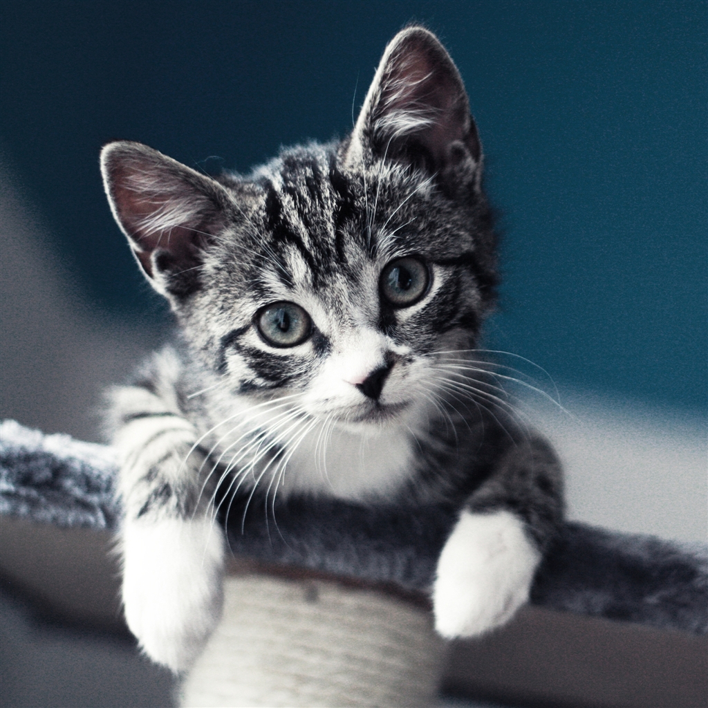 Free Download Cat Look IPad Air Wallpaper Download IPhone Wallpapers 