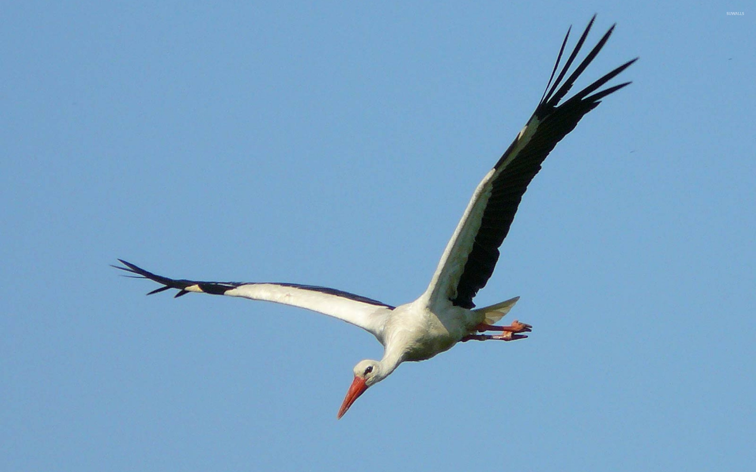Stork Wallpaper Animal