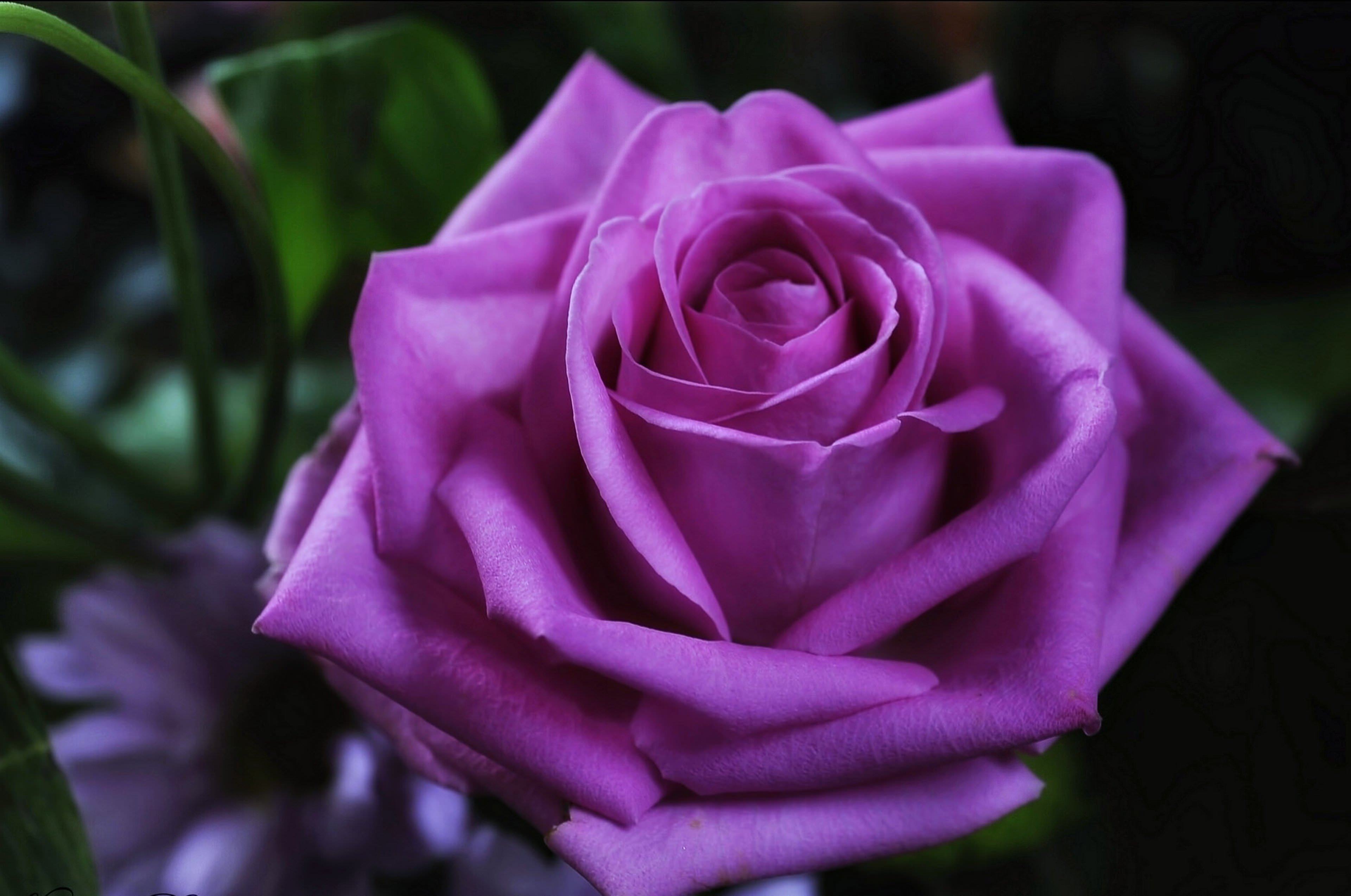 Close-up of a vibrant purple rose, showcasing its delicate petals and rich color
