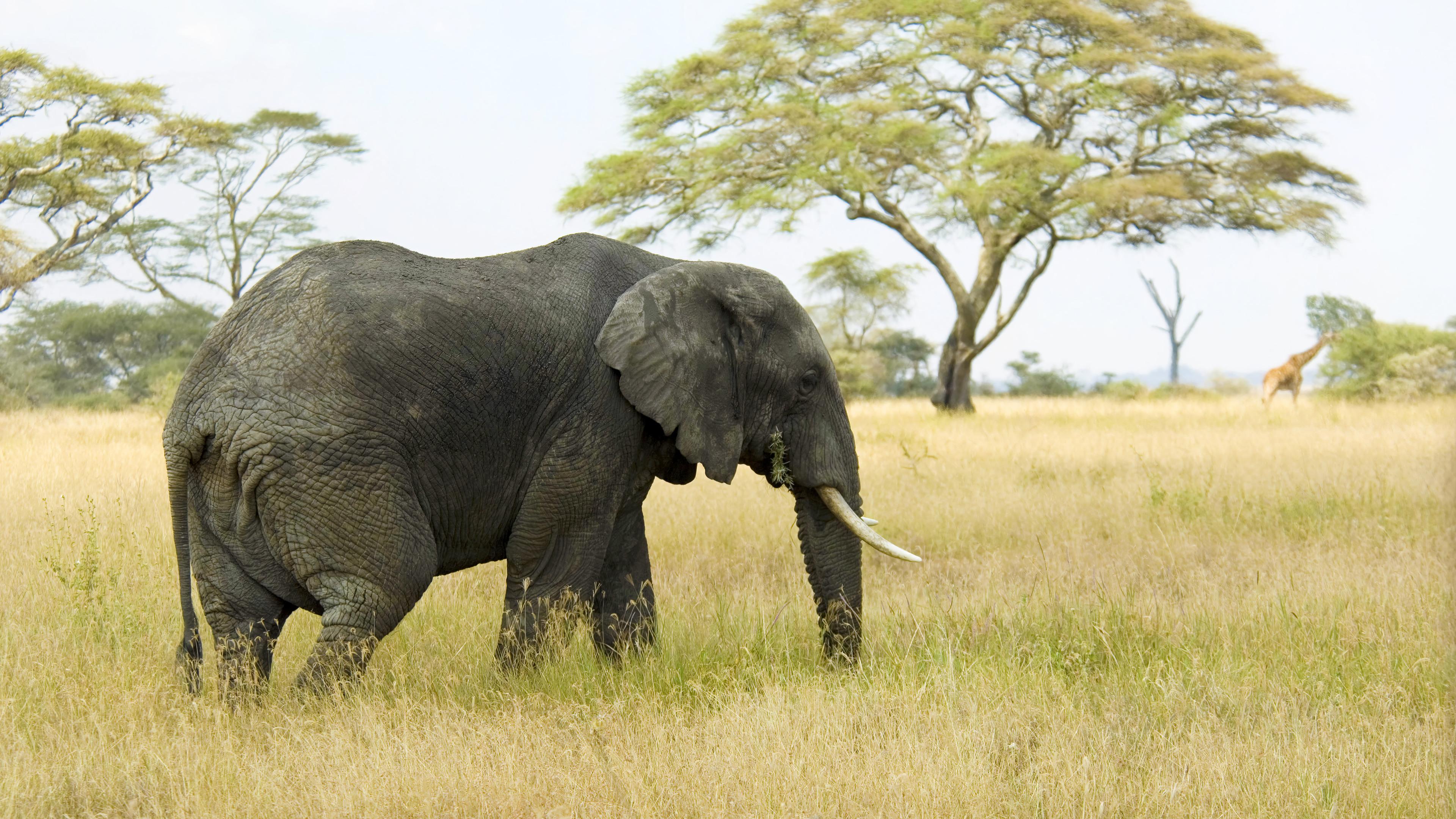 Elephant In Nature Wallpaper 4k HD Pc 2660g