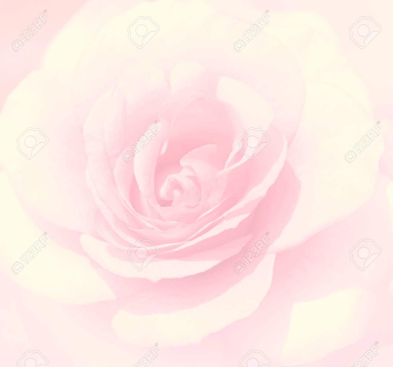 Soft Focus Light Pink Rose Background Defocused Blur Petals